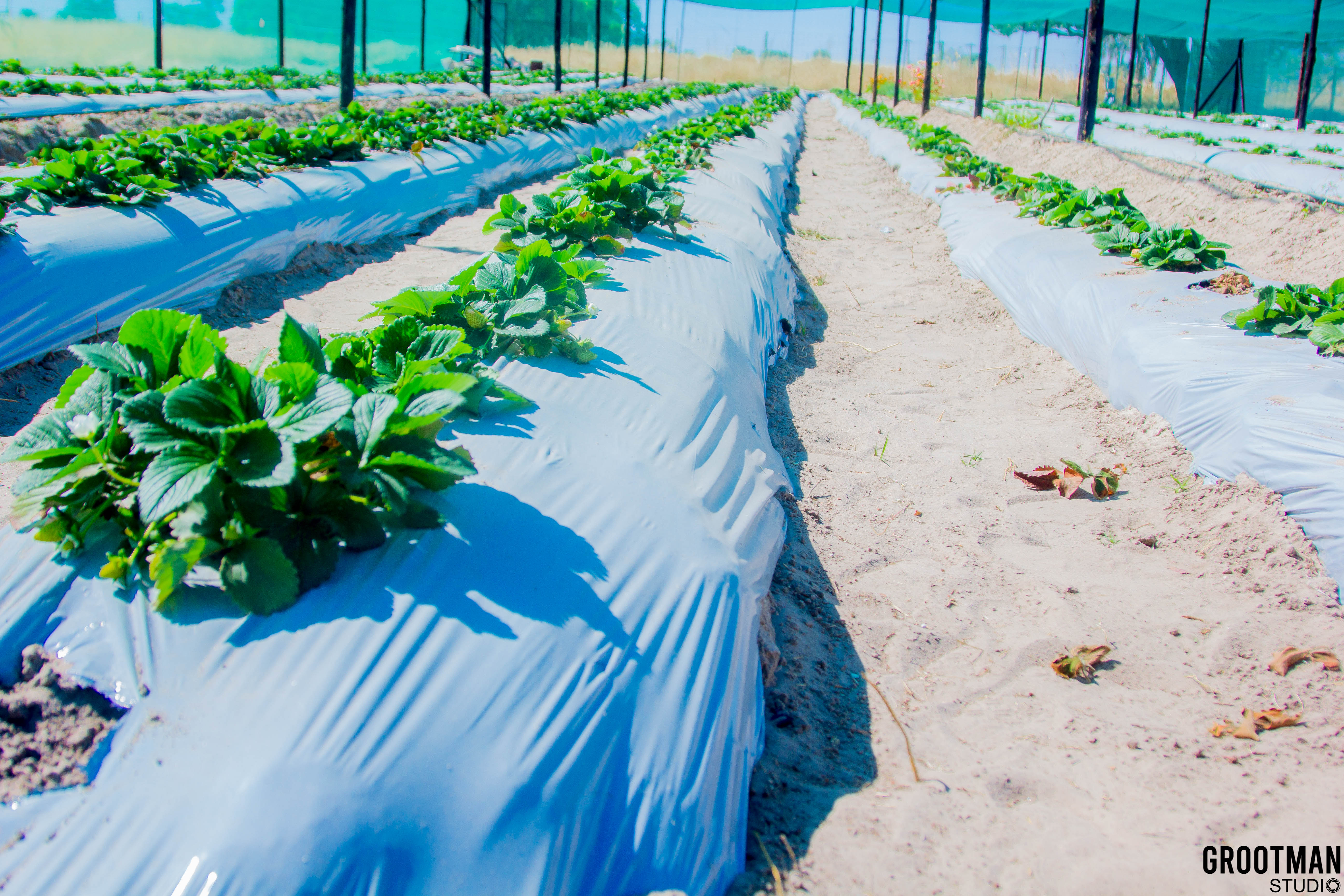 Strawberry garden